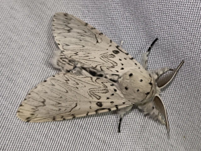 Cerura erminea - hermelin-púposszövő