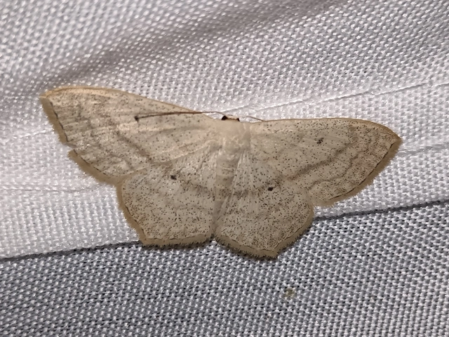 Scopula nigropunctata - feketepettyes araszoló