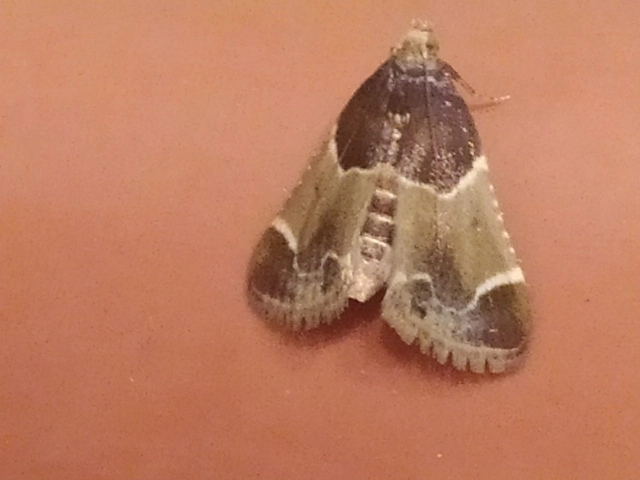 lisztilonca - Pyralis farinalis