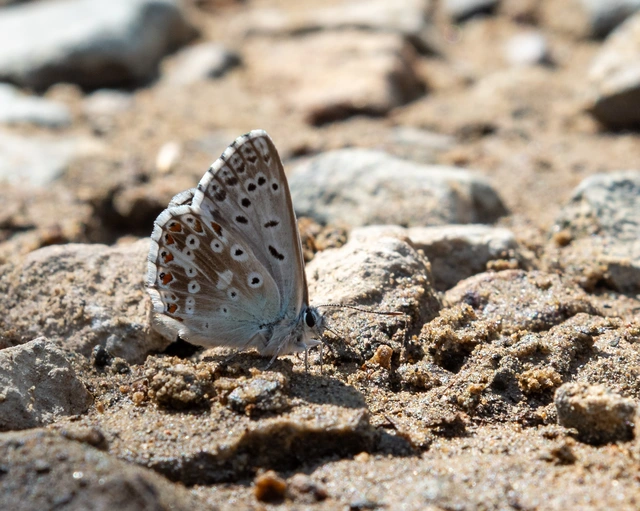 Polyommatus coridon - ezüstkék boglárka