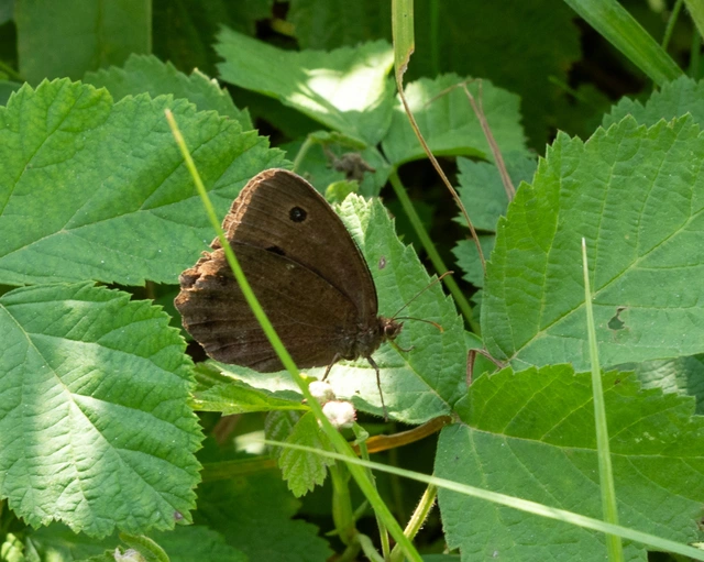 Minois dryas - fekete szemeslepke