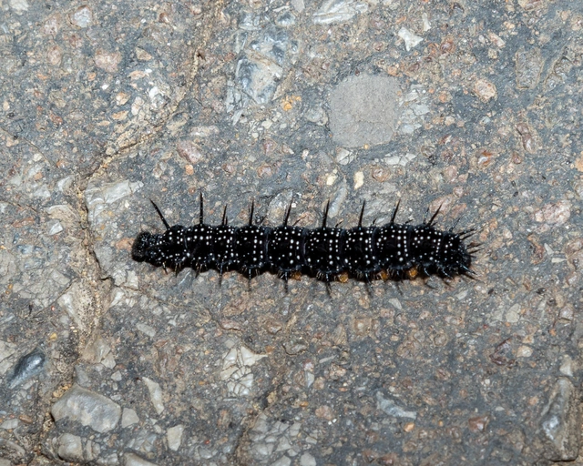Nymphalis io - nappali pávaszem