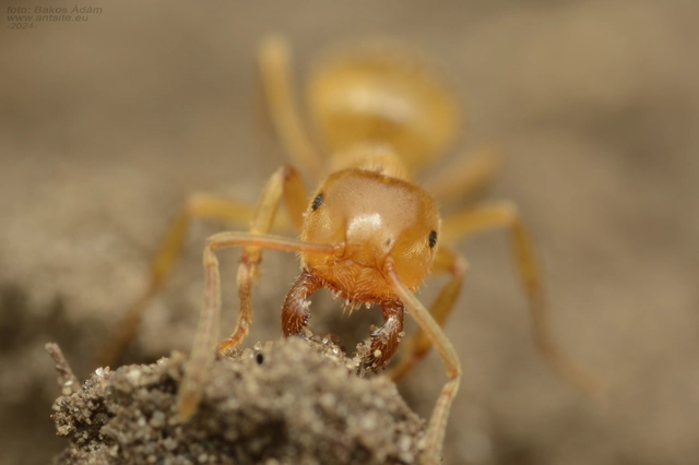 Lasius nitidigaster - bolgár borostyánhangya