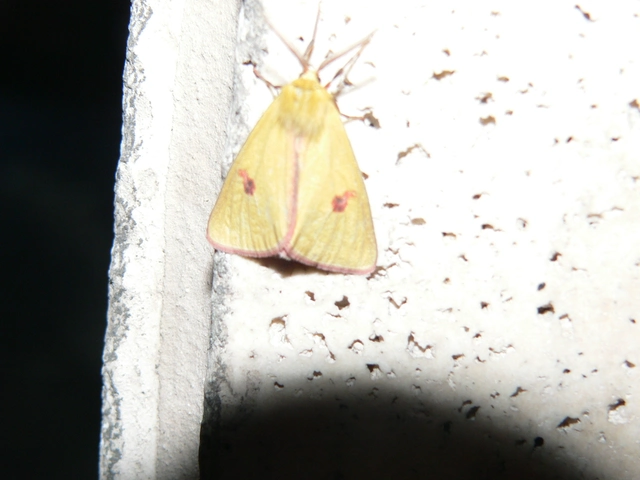Diacrisia sannio - vörösszélű medvelepke