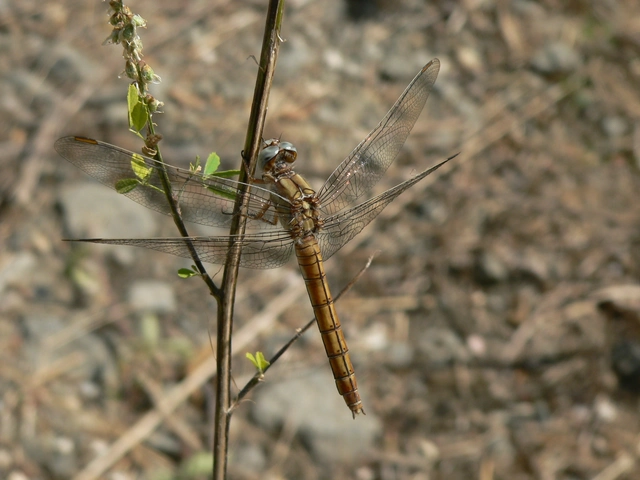 Orthetrum brunneum - pataki pásztorszitakötő
