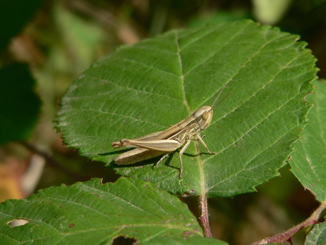 Euchorthippus declivus - rövidszárnyú rétisáska