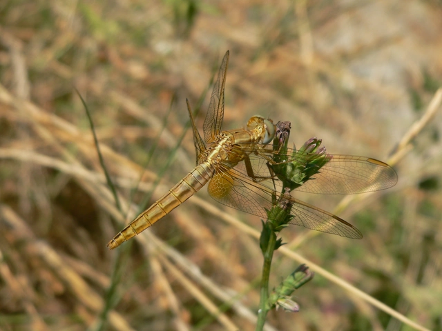 Crocothemis erythraea - skarlát szitakötő