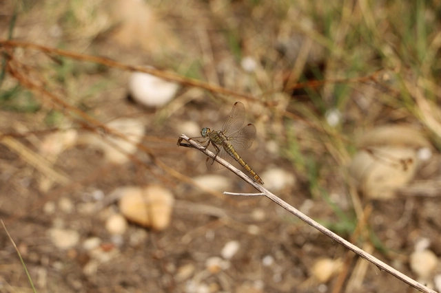 Orthetrum coerulescens - karcsú pásztorszitakötő