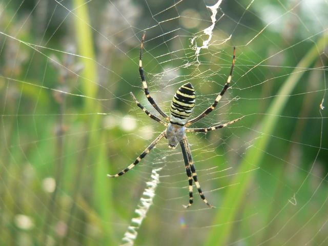 Argiope bruennichi - darázspók