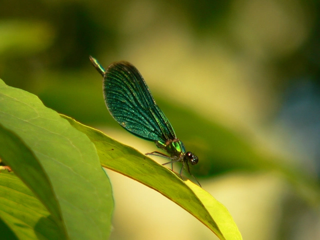 Calopteryx virgo - kisasszony-szitakötő