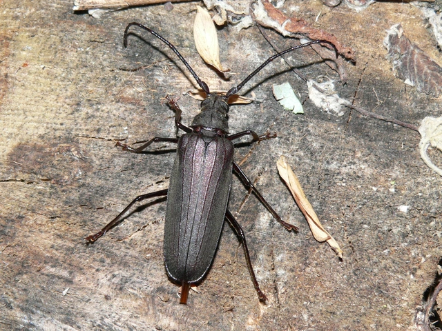 Aegosoma scabricorne - diófacincér