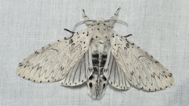 hermelin-púposszövő - Cerura erminea