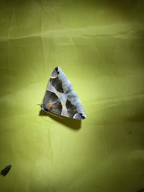 Dysgonia algira - déli porcelánbagoly