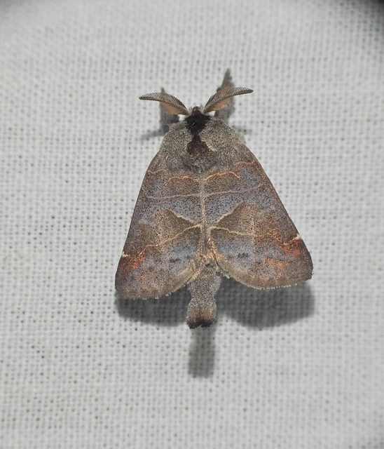 Clostera pigra - apró levélszövő