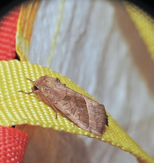 Hydraecia micacea - csillogó acsalapubagoly