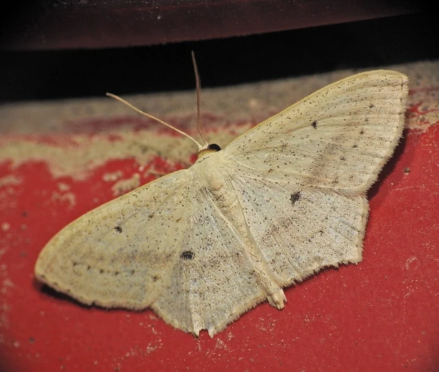 Scopula flaccidaria - alföldi sávosaraszoló