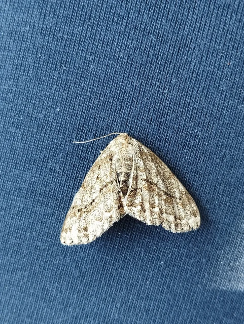 Ectropis crepuscularia - avararaszoló