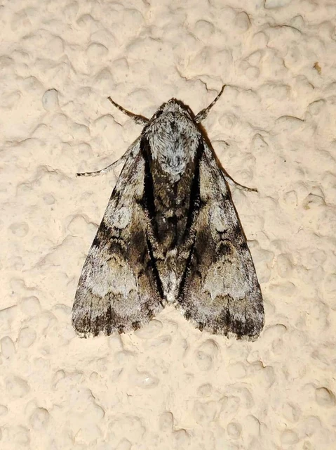 Acronicta alni - éger-szigonyosbagoly