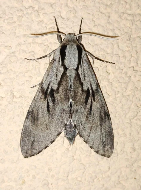 Hyloicus pinastri - fenyőszender