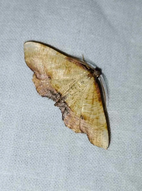 Plagodis dolabraria - baltaszárnyú araszoló