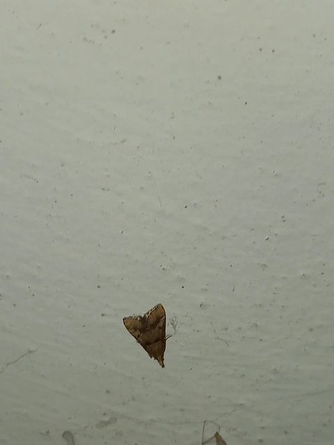 Stemmatophora brunnealis - barna fényilonca
