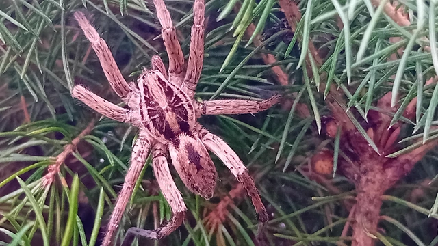 Hogna radiata - réti farkaspók