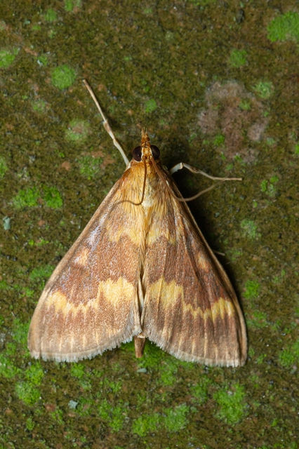 Ostrinia nubilalis - kukoricamoly