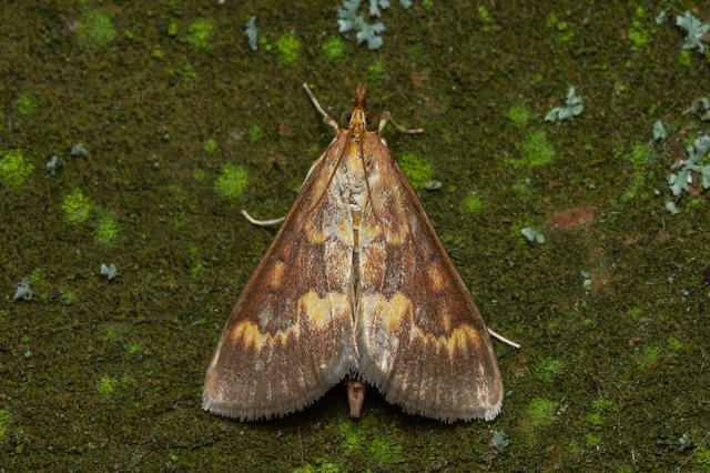 Ostrinia nubilalis - kukoricamoly