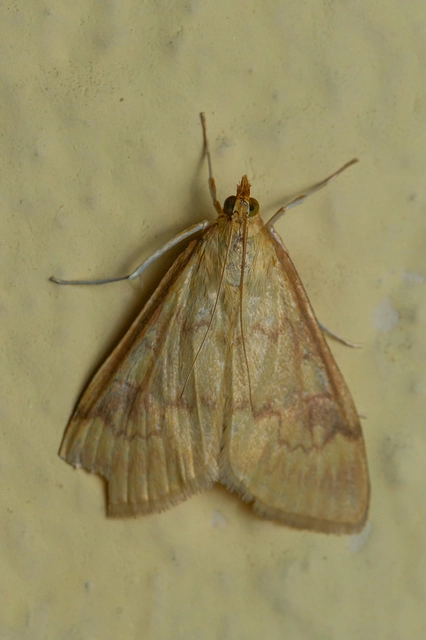 Ostrinia nubilalis - kukoricamoly