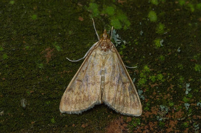 Ostrinia nubilalis - kukoricamoly