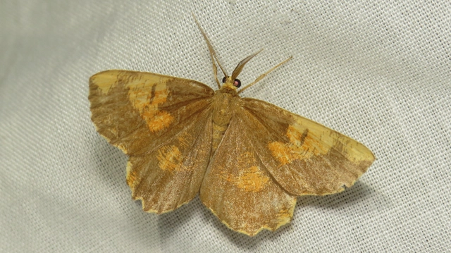 Angerona prunaria - sárga kökényaraszoló
