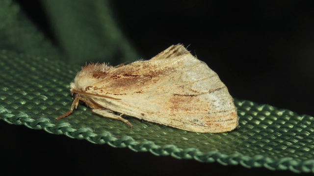 Ptilodon cucullina - csuklyás púposszövő