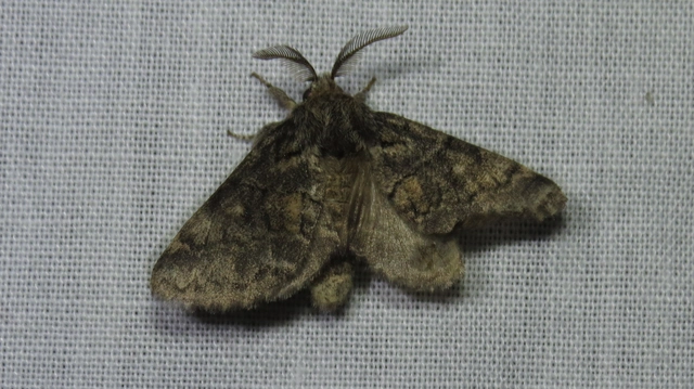 kormos púposszövő - Gluphisia crenata