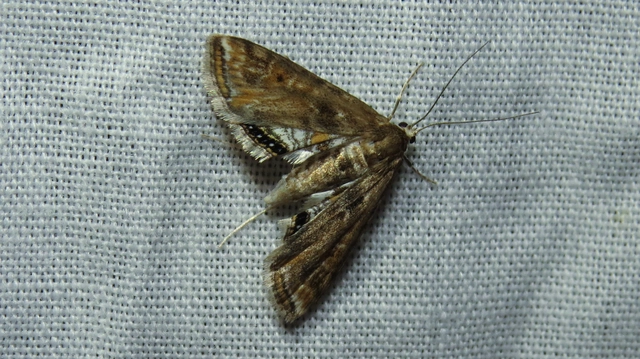 Cataclysta lemnata - békalencsemoly
