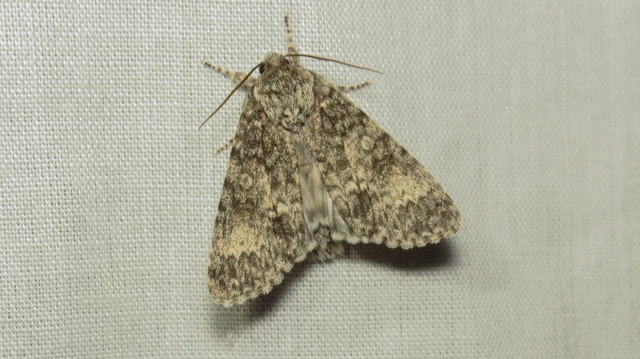 Acronicta megacephala - nagyfejű szigonyosbagoly