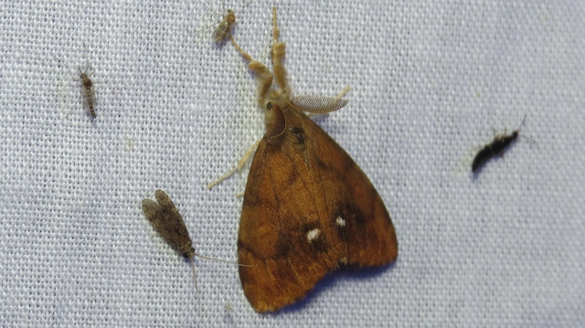 rozsdabarna kisszövő - Orgyia antiqua