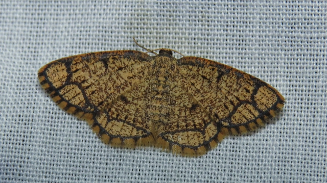 gyűrűs nyáraraszoló - Stegania cararia