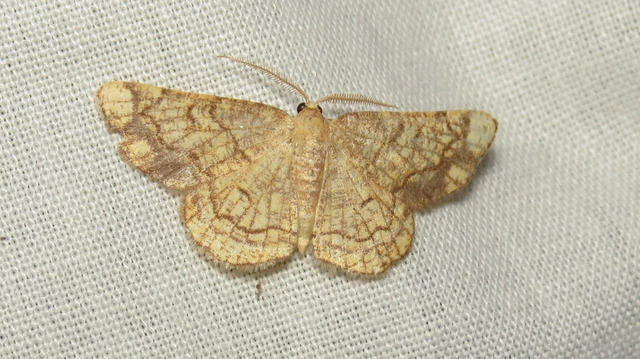 Stegania dilectaria - fehérnyár-araszoló