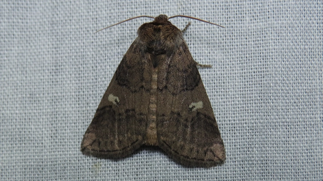 bélyeges pihésszövő - Tethea or