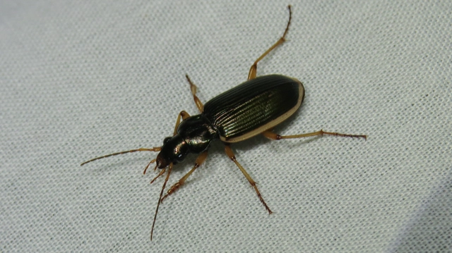Chlaenius spoliatus - csupasz bűzfutó