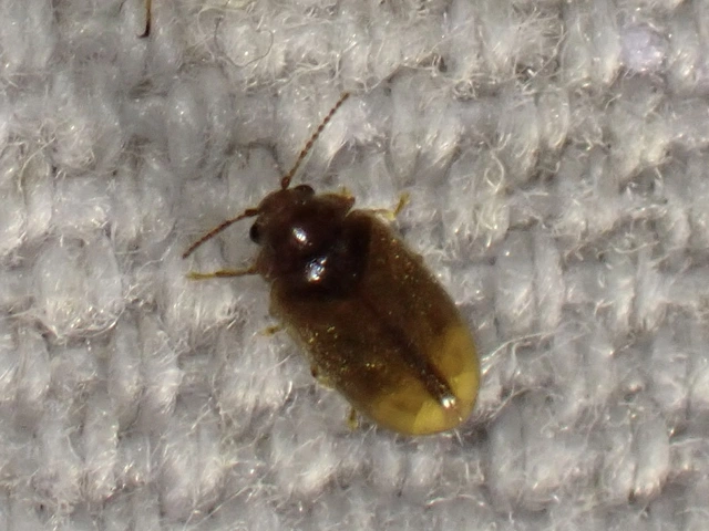 Scirtidae - rétbogárfélék