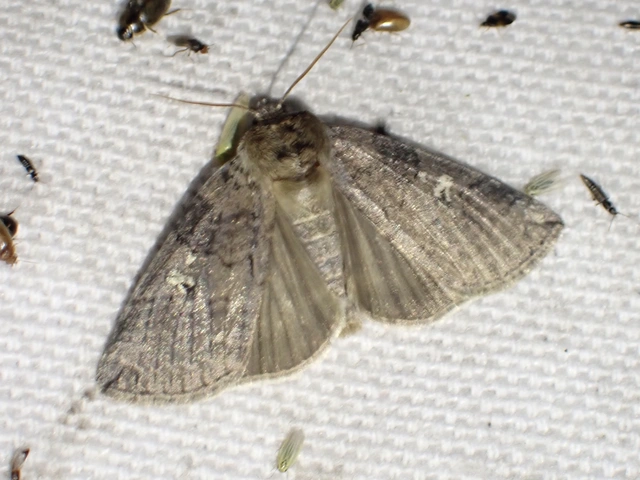 bélyeges pihésszövő - Tethea or