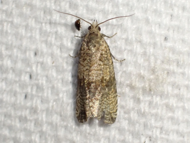 Celypha striana - pitypangfúró tükrösmoly