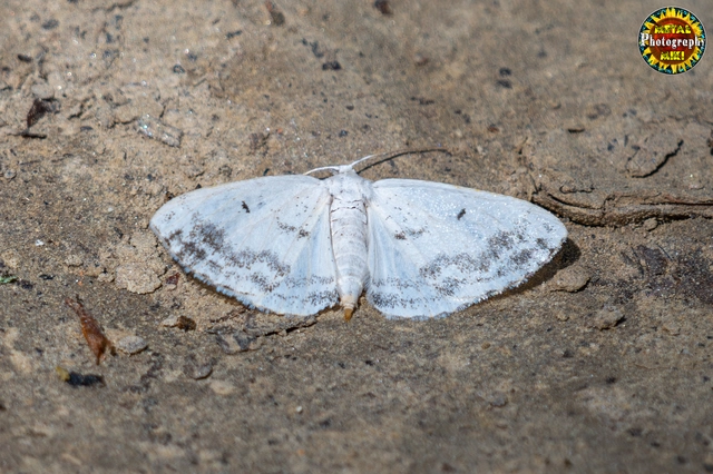 Lomographa temerata - foltos fehéraraszoló