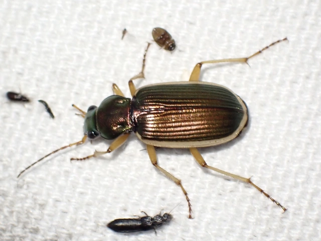 Chlaenius spoliatus - csupasz bűzfutó