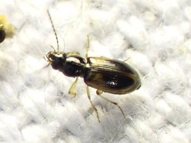 Acupalpus maculatus - vállfoltos törpefutonc