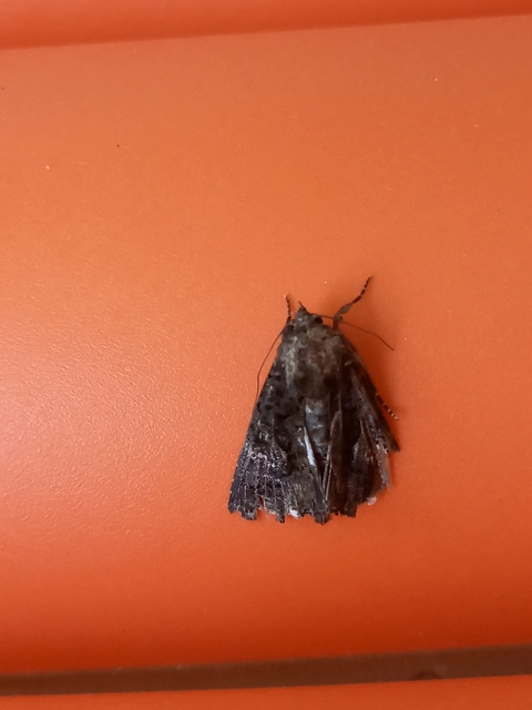Anophia leucomelas - déli folyófűbagoly