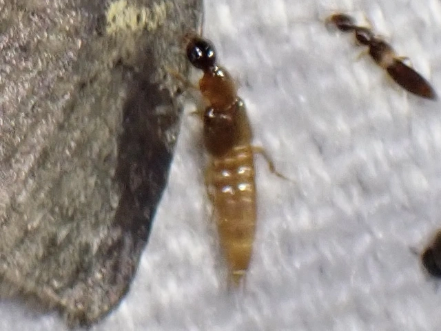 Philonthus