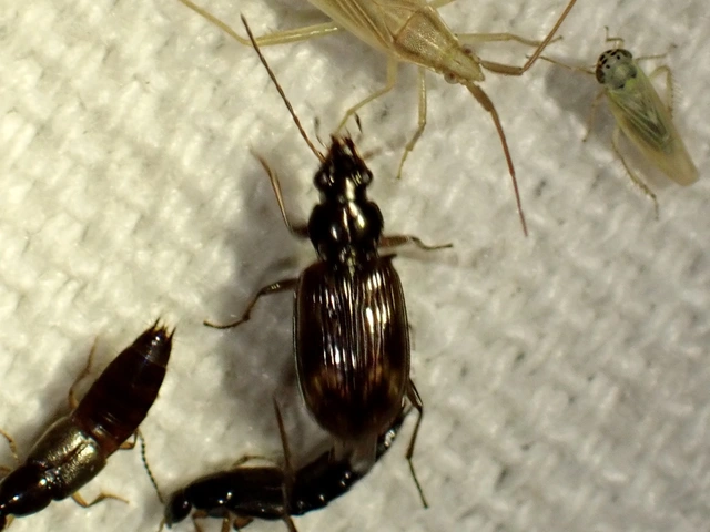 Bembidion dentellum - sárgaszalagos gyorsfutó