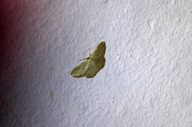 Scopula virgulata - vesszős sávosaraszoló